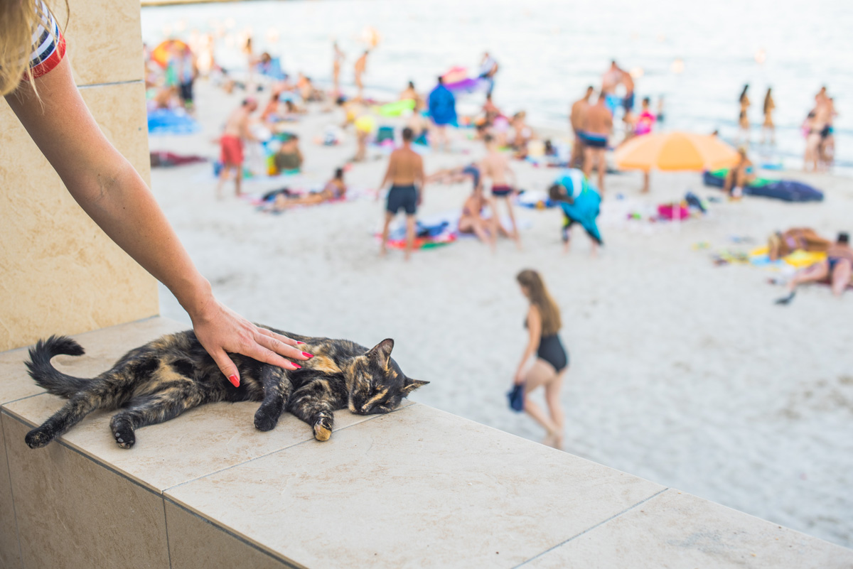 Cats in Odessa. Maria Kalenska blog about Odessa