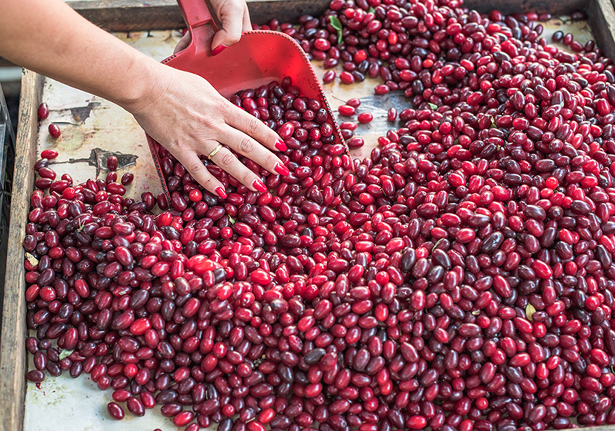 Odessa berries. Maria Kalenska food blog, Odessa.
