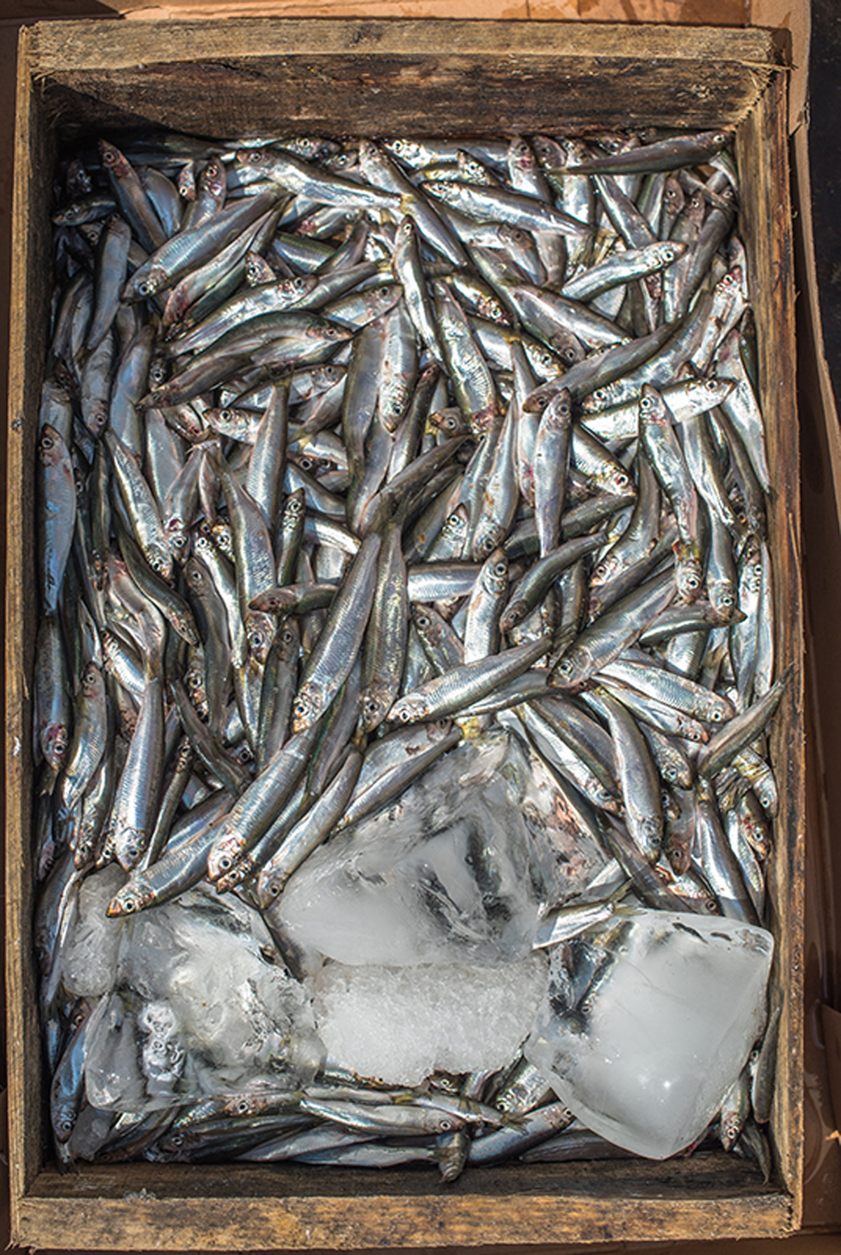 Sprat in Odessa. Maria Kalenska food blog, Odessa.