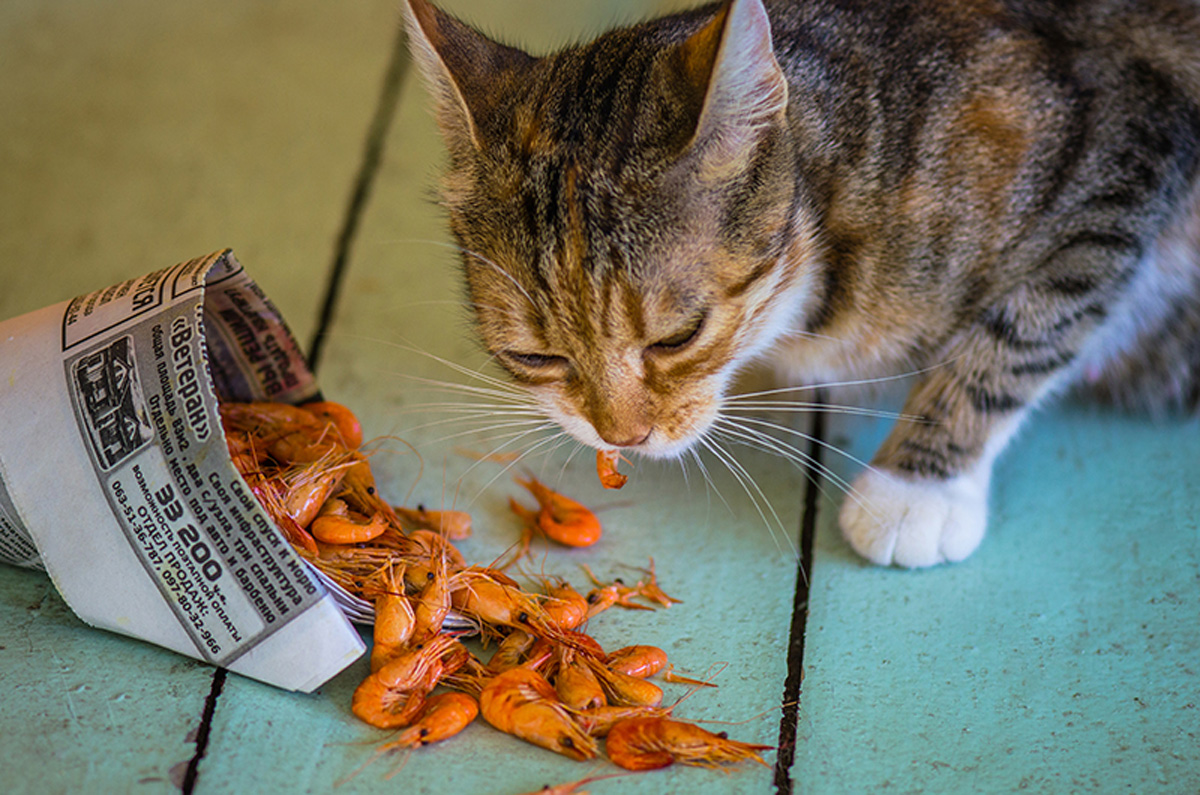 Cat and black sea shrimps. Maria Kalenska blog about Odessa