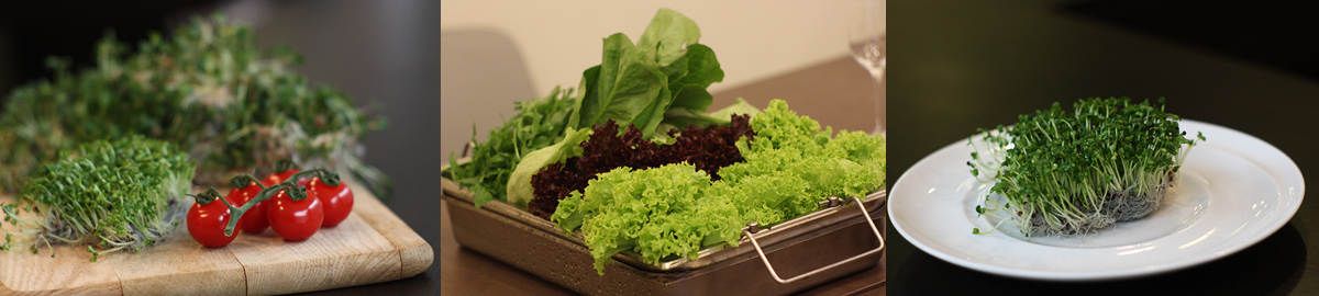 Vegetables for salad