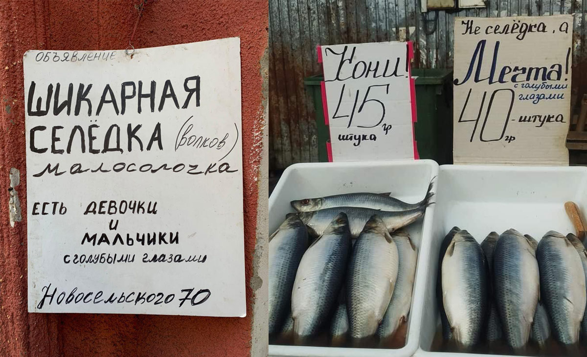 Herrings for forshmak