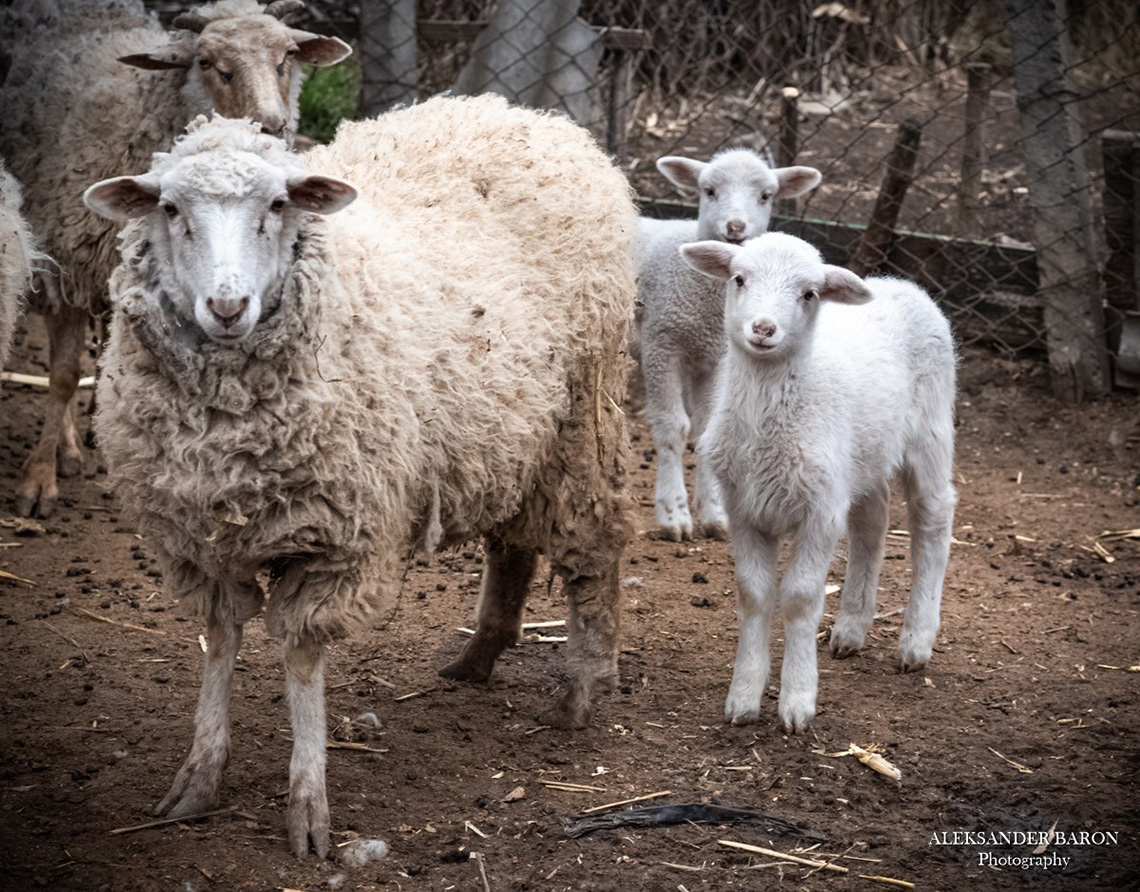 Animals. Enogastronomic tour to Bessarabia with a Chef. Сooking masterclass for adults in Odessa.