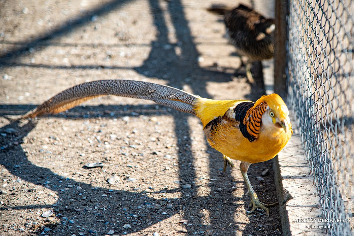 Local fauna. Enogastronomic tour to Bessarabia with a Chef. Сooking masterclass for adults in Odessa.