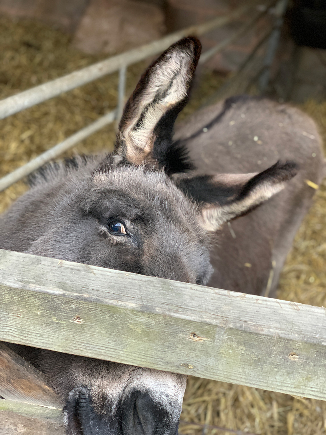 Animals at Charles Martell & Son's estate