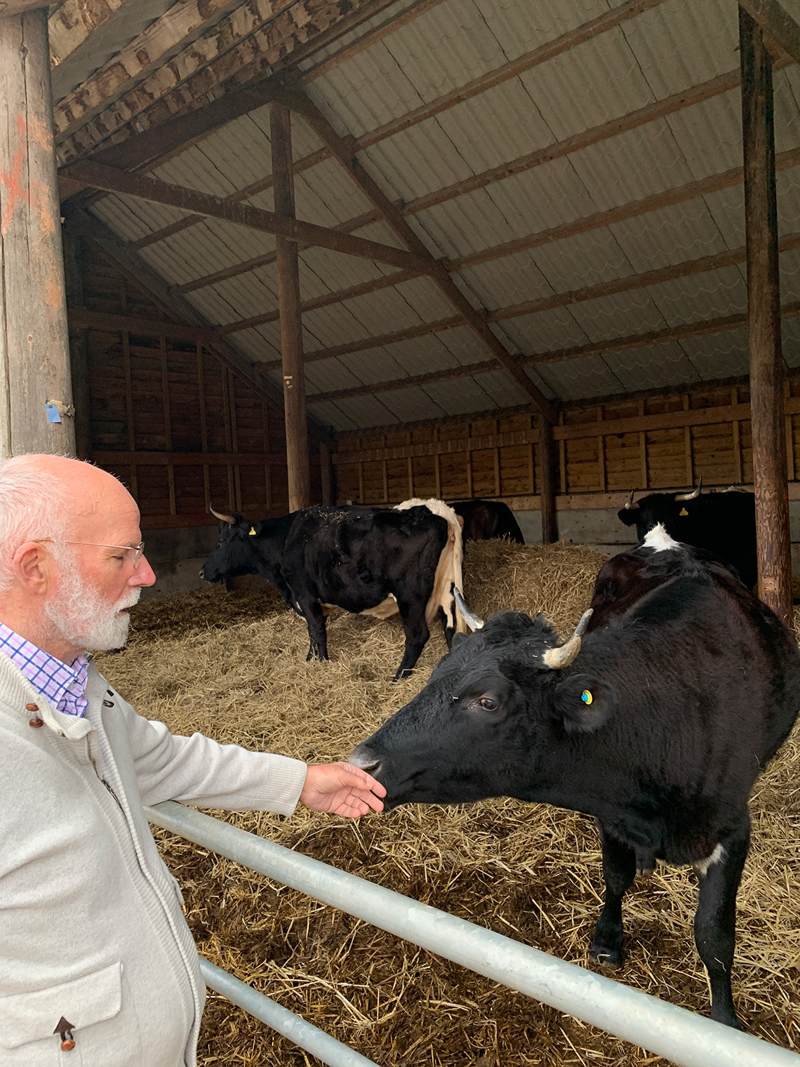 Cows at the farm at Charles Martell's