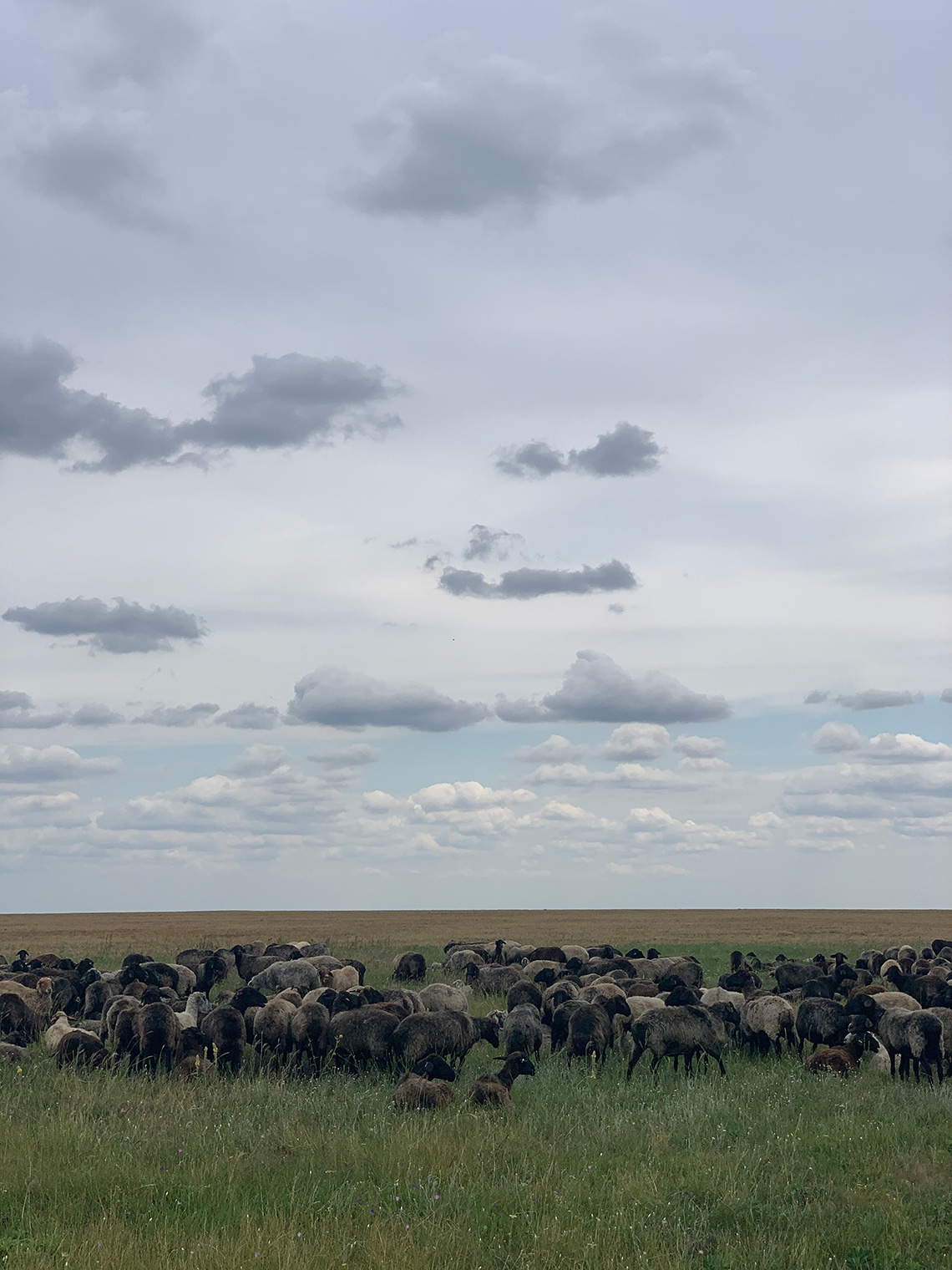 Sheeps