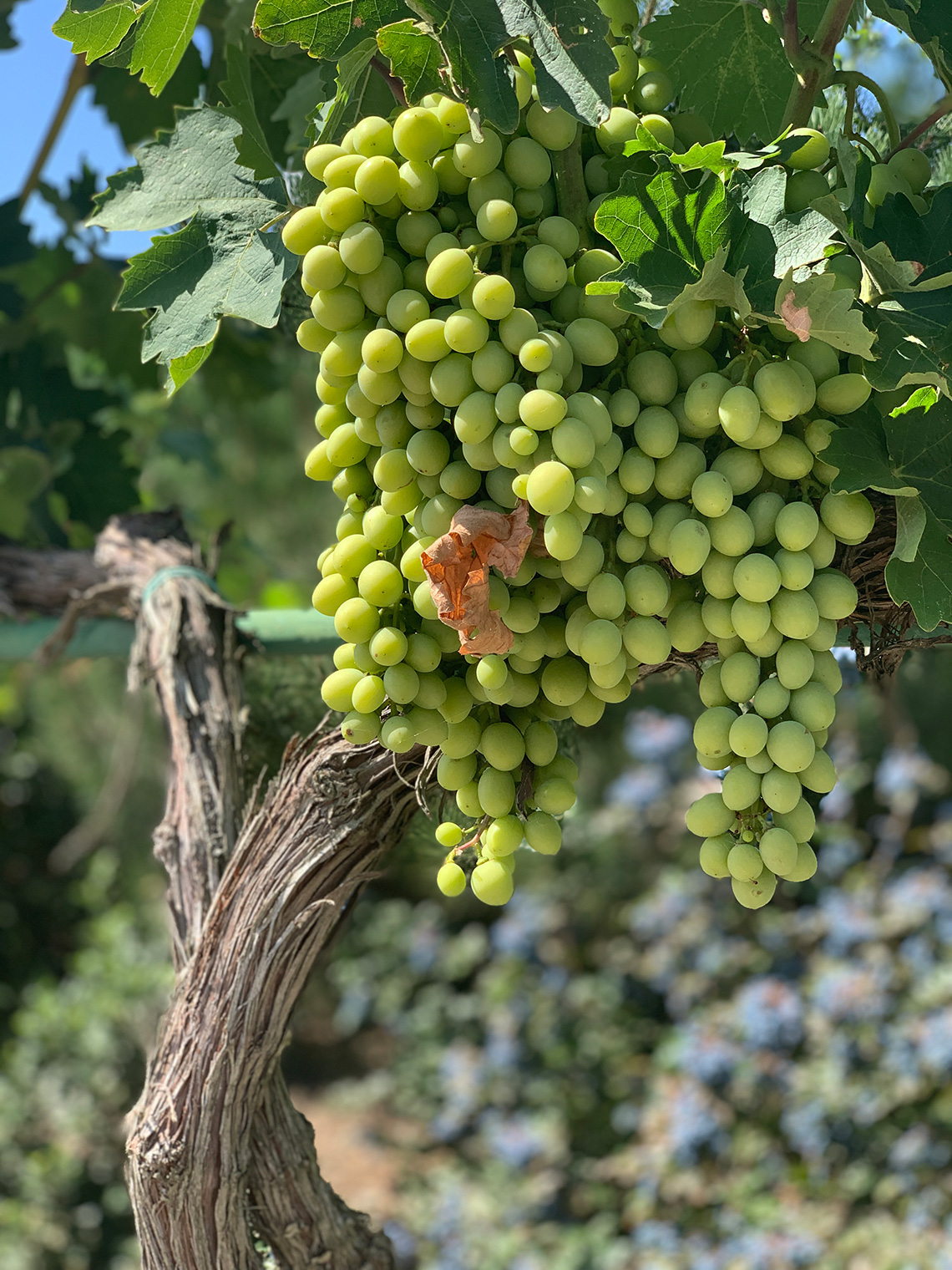 Grapes