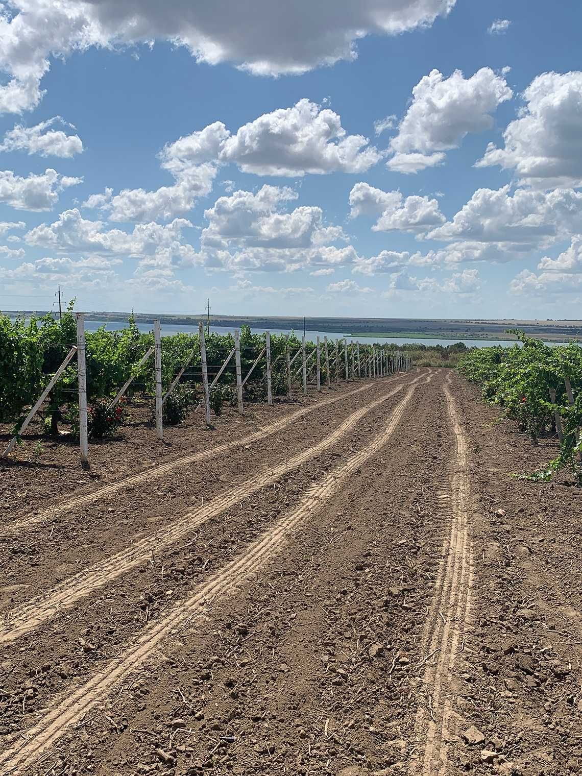 Kolonist winery. Food tours with Maria Kalenska