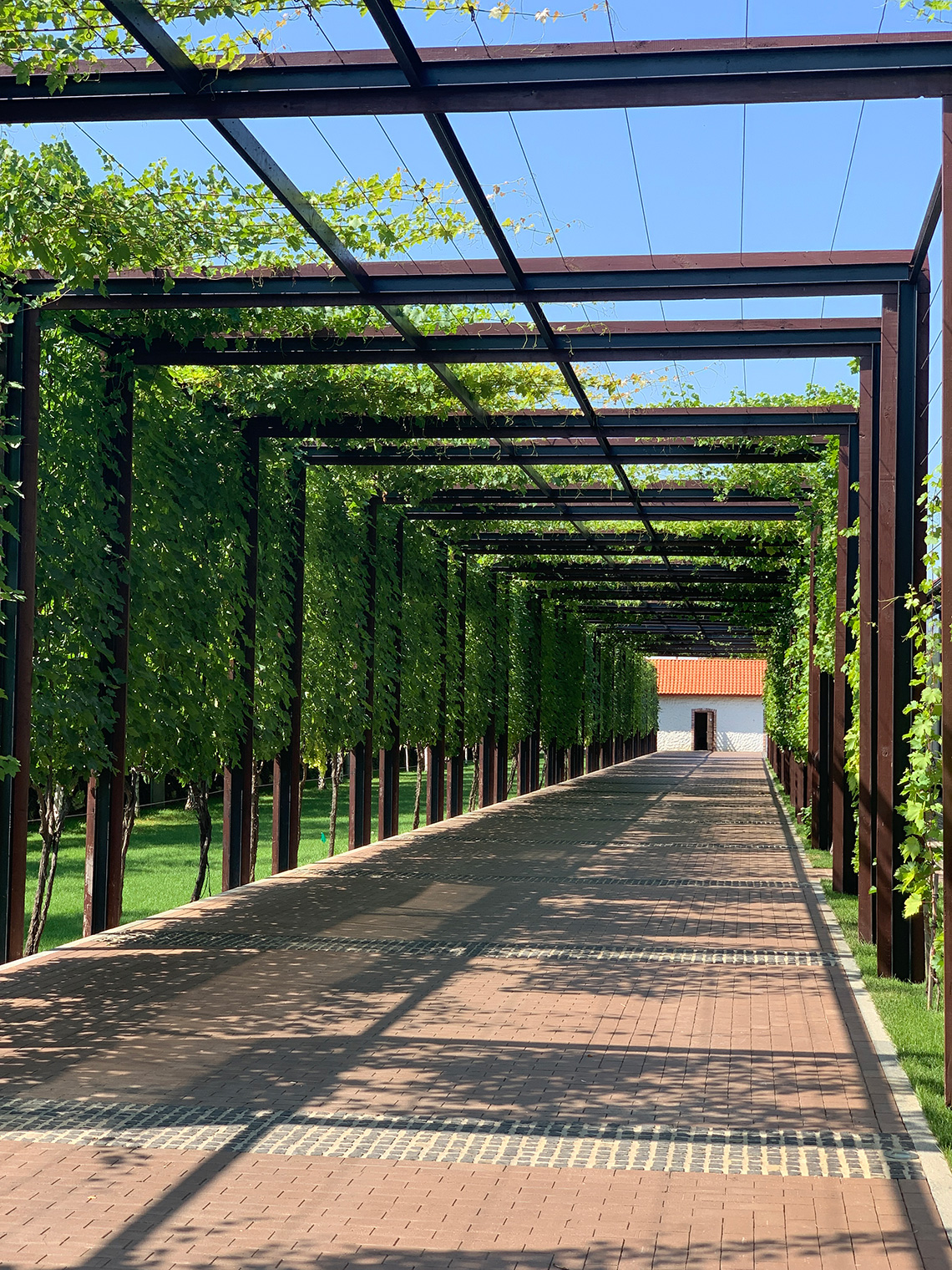 Vineyards