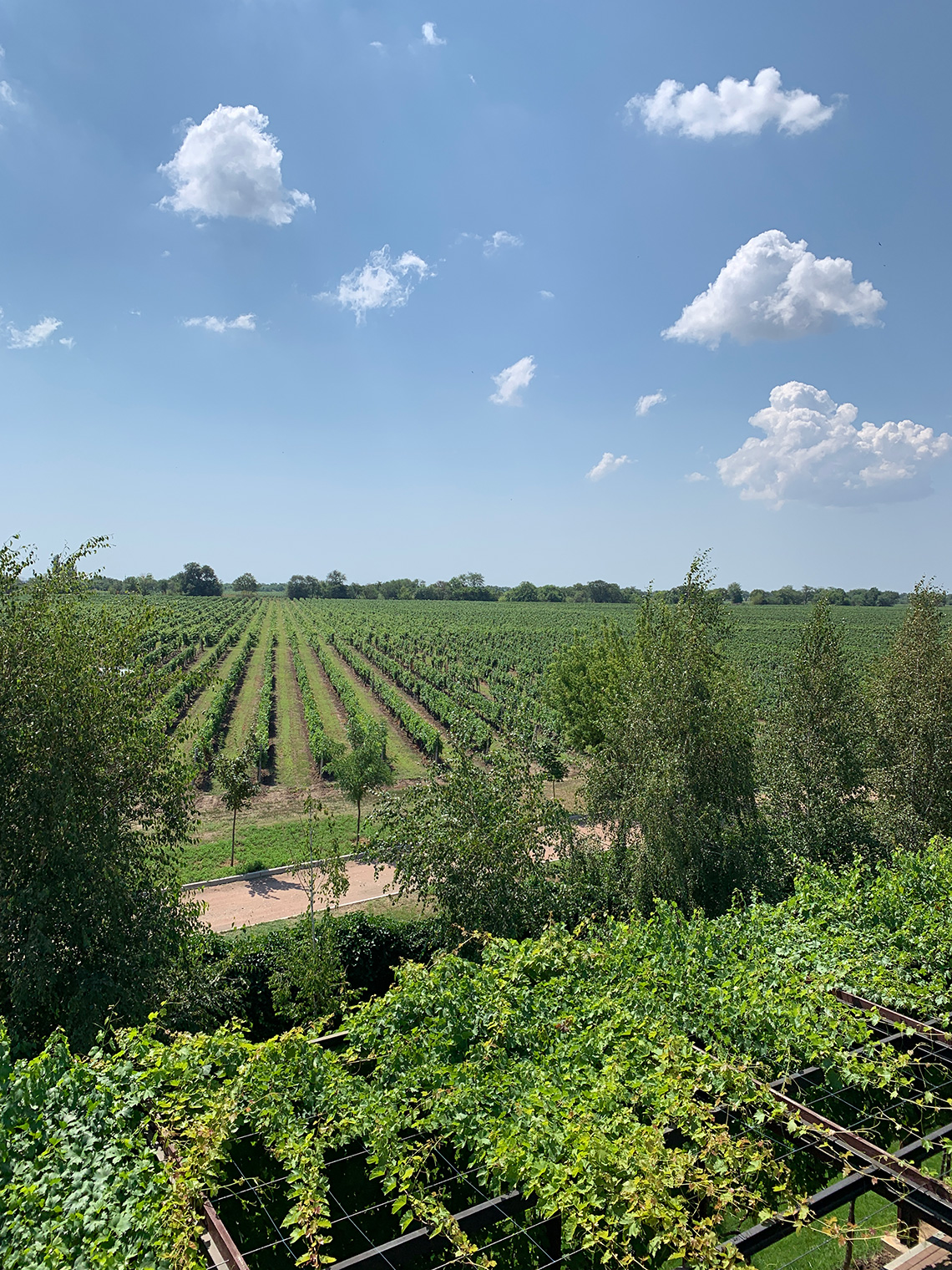 Vineyards