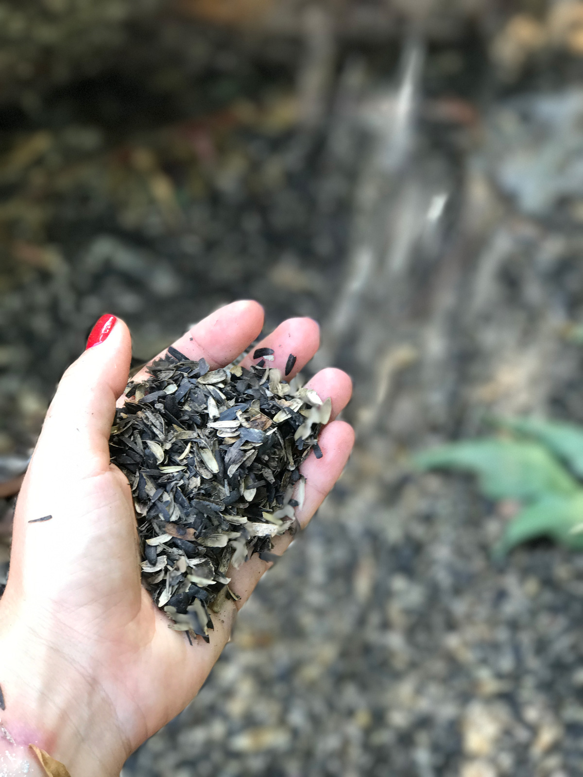 Sunflower seed shells