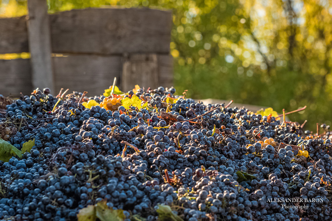 Grapes