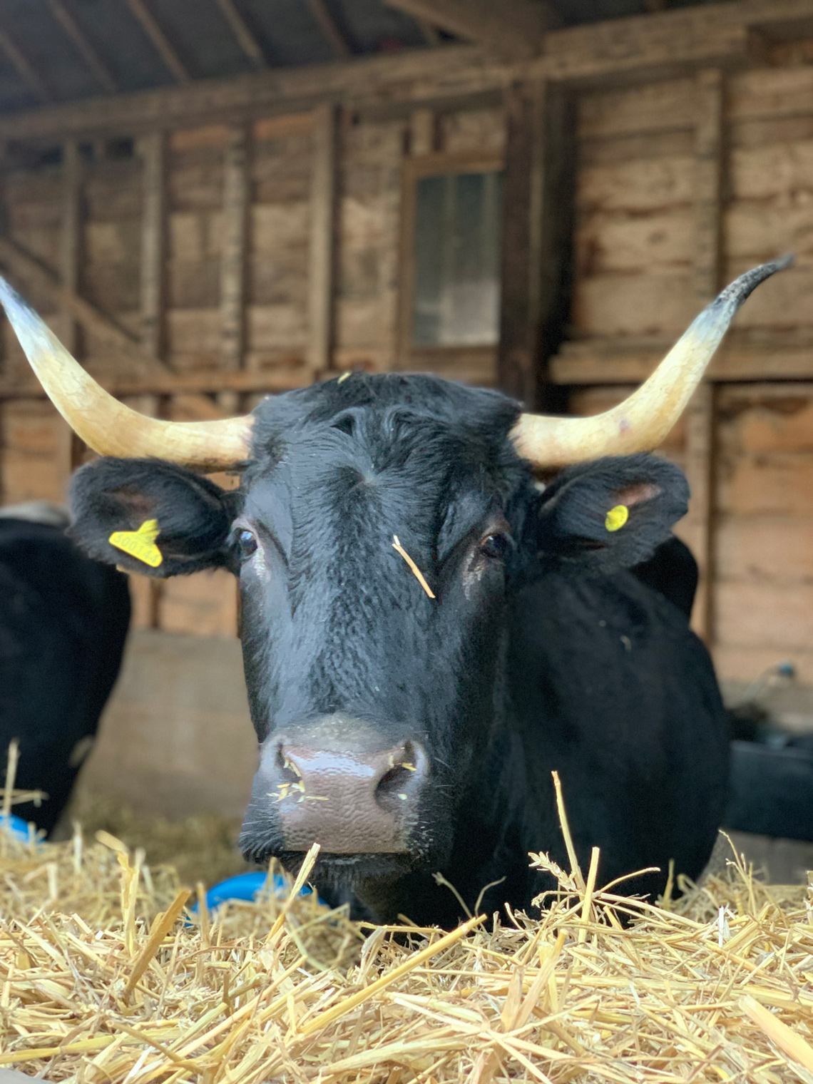 At the Charles Martell & Son cheese dairy farm - English sketches by the popular culinary blogger Maria Kalenska